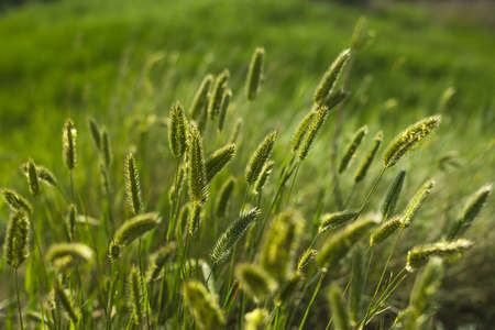 Green grass with spikelets in the field close-up, natural background. High quality photoの写真素材