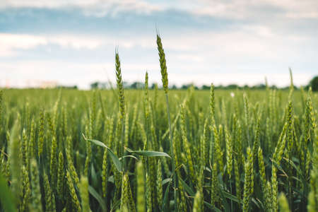 Field with green wheat and evening sky with cloud, agricultural industry. High quality photo