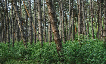Dense spruce forest, tree trunks. Wildlife, natural background. High quality photo