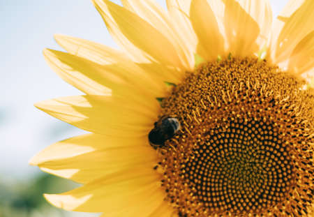 Blooming sunflower with bumblebee collecting pollen, close-up. High quality photoの写真素材