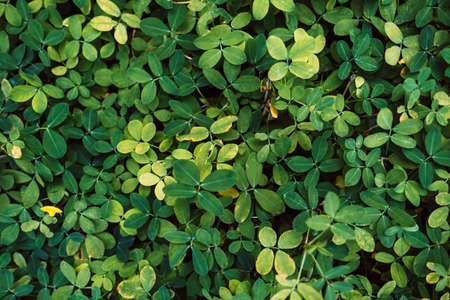 Beautiful background of green tropical leaves. High quality photoの写真素材
