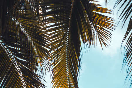 The branches of a palm tree under the blue sky. Tropical background. High quality photoの写真素材