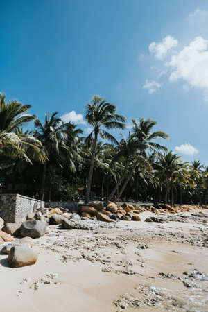 Row of palm trees against a blue sky. Tropical background. High quality photoの写真素材