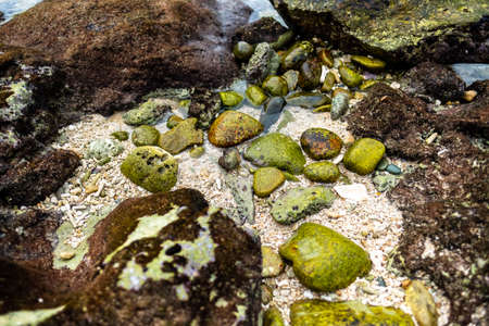 Sea coral bottom after low tide. Seabed texture. High quality photoの写真素材