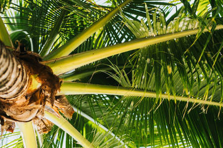 Green palm trees against the background of blue sky, natural tropic background. High quality photoの写真素材