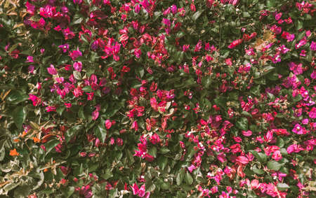 Beautiful blooming red-pink flowers on the wall, natural background. High quality photoの写真素材