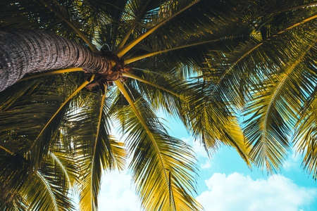 The branches of a palm tree under the blue sky. Tropical background. High quality photoの写真素材