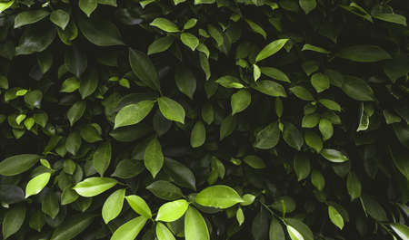Bright green tropical leaves in the garden, close-up. Tropical background. High quality photo