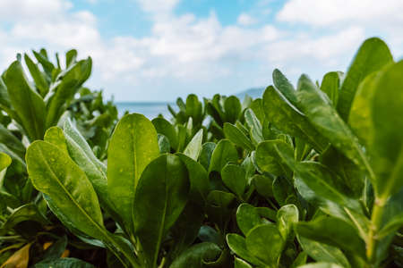 Green tropical vegetation with raindrops near the sea, close-up. High quality photoの写真素材