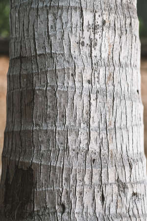 Palm tree trunk texture background, vertical. High quality photoの写真素材
