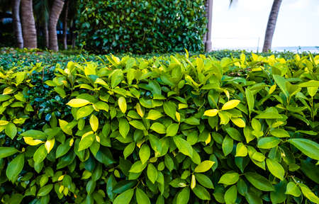 Bright green leaves of tropical plants in the garden near the sea in sunny summer day. Vacation in the tropics. High quality photoの写真素材