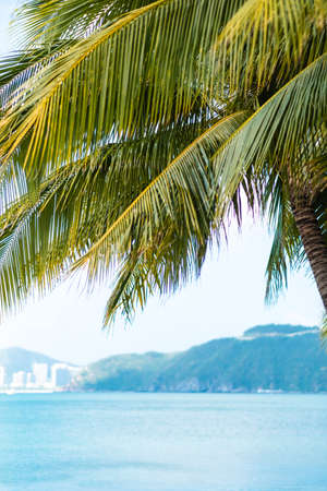 Palm trees branches and blue sky, turquoise sea water in a sunny summer day. Tropical vacation. High quality photoの写真素材