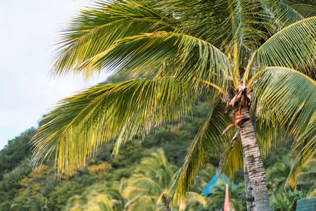 Green palm trees against the background of blue sky, natural tropic background. High quality photoの写真素材