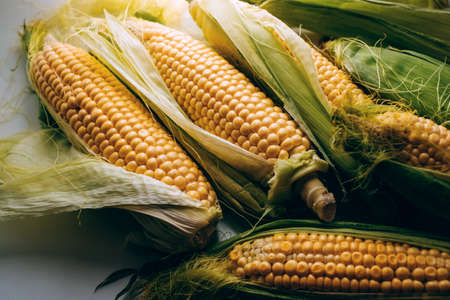 Fresh young corn cobs, close-up. High quality photo