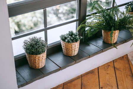 Wicker pots with plants near the window on the windowsill. Green vegetation in the home interior. High quality photoの写真素材