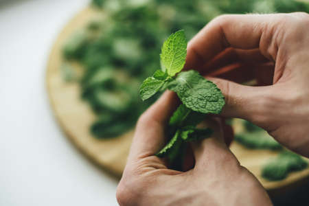 Fresh green mint sprigs closeup in male hands. Peeling mint, preparing for drying to brew healthy tea.の写真素材