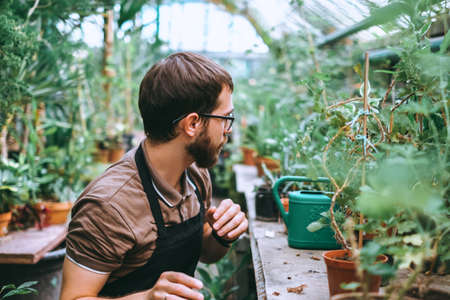 Young man gardener environmentalist caring for plants in greenhouse, surrounded by plants and pots.の写真素材