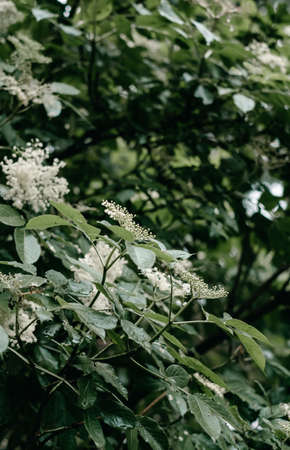 Blooming spring plants in the garden with white flowers. High quality photoの写真素材