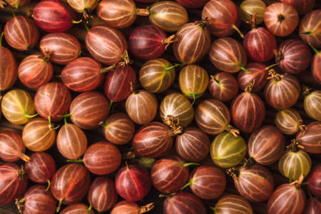 Fresh gooseberry closeup on a wooden board, healthy food. texture background. High quality photoの写真素材