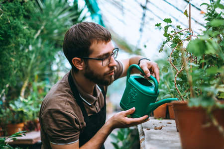 Young man gardener watering potted houseplant in greenhouse, surrounded by plants and pots. Environmentalist caring for plants. High quality photoの写真素材