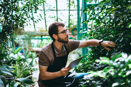 Young man gardener in glasses and apron with digital tablet working in a garden center for better quality control. Environmentalist using digital tablet in greenhouse. High quality photoの写真素材