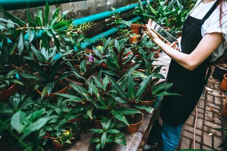 Young woman gardener in glasses and apron with digital tablet working in a garden center for better quality control. Environmentalist using digital tablet in greenhouse. High quality photoの写真素材
