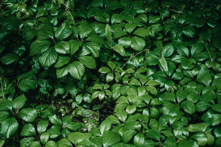 Background texture of bright green wet leaves after rain. Flat lay. High quality photoの写真素材