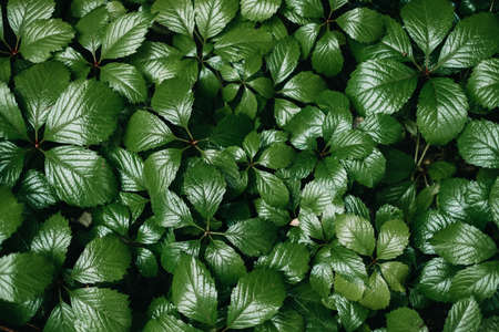 Background texture of bright green wet leaves after rain. Flat lay. High quality photoの写真素材