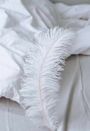 Large white feather on the bed. Home comfort.の写真素材