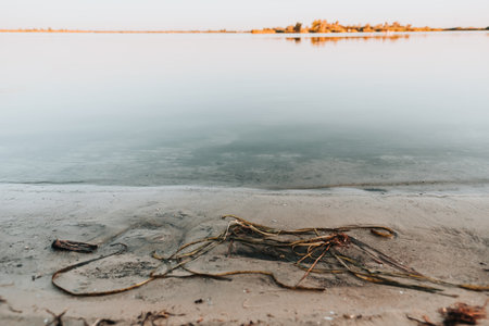 Sea beach sunset background. Marine vegetation on the sandy shore.の写真素材