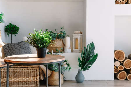 Interior of bright living room in scandinavian style with coffee table and plants.の写真素材