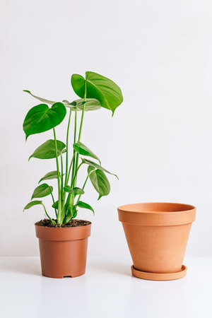 Monstera plant with clay pot on white table, home gardening, seasonal plant transplant concept.の写真素材