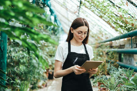 Woman gardener in apron working in a garden center. Environmentalist using tablet computer in greenhouse.の写真素材