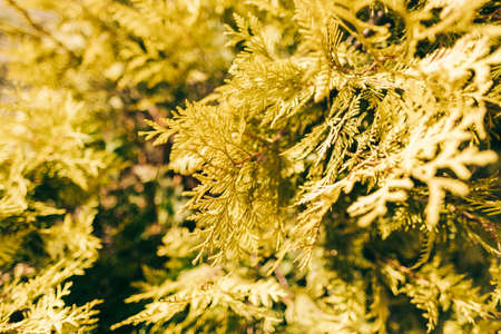 Cypress leaves in sunlight, close-up, natural yellow background.の写真素材