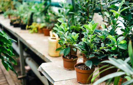Different exotic plants in pots on a stand in a botanical garden.の写真素材