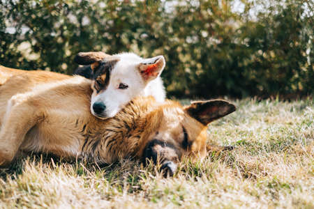 Portrait of two street dogs sitting side by side on the grass outdoor.の写真素材