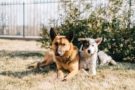 Portrait of two street dogs sitting side by side on the grass outdoor.の写真素材