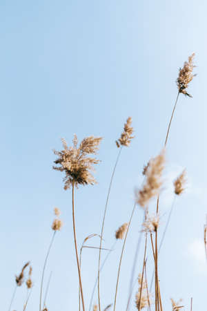 Dried spikelets of pampas grass on blue sky background.の写真素材
