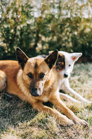 Portrait of two street dogs sitting side by side on the grass outdoor.の写真素材