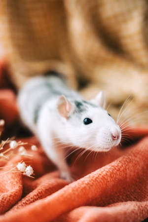 White funny decorative home rat sniffs the area on orange plaid.の写真素材