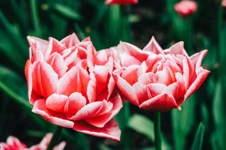 Blooming flowers red-white peonies in the spring garden, close-up.の写真素材