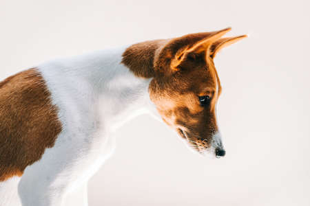 Portrait of red white basenji dog isolated on white background and looking down in sunlight.の写真素材