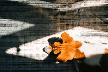 Red white basenji dog lying on a floor and in sunlight, tow view.の写真素材