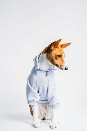 Portrait of funny red white basenji dog wearing hoodie.の写真素材