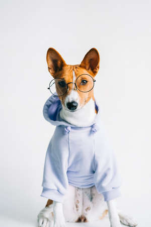 Portrait of funny red white basenji dog in eyeglasses and hoodie.の写真素材