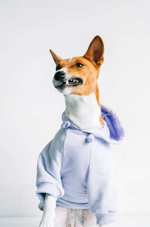 Portrait of funny red white basenji dog wearing hoodie and making joke grimace.の写真素材