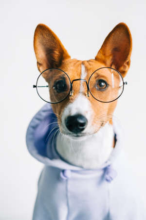 Portrait of funny red white basenji dog in eyeglasses and hoodie.の写真素材
