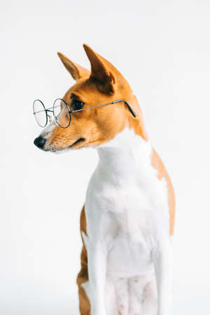Portrait of funny red white basenji dog in eyeglasses on white background.の写真素材