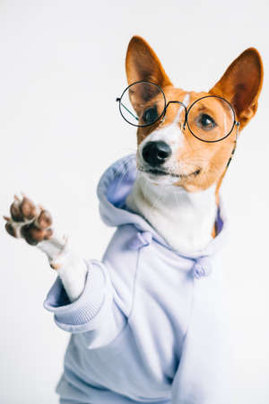 Portrait of funny red white basenji dog in glasses and wearing hoodie giving paw.の写真素材