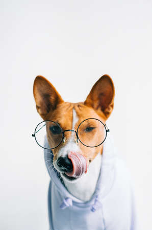 Portrait of funny red white basenji dog in eyeglasses and hoodie.の写真素材